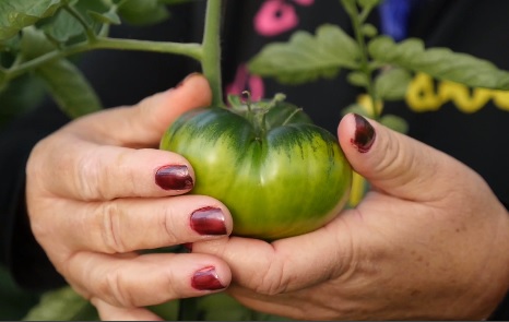 ДОЛОРЕС-СЕГУРА