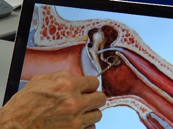 СРЕДНЕЕ-УХО-МИКРОЧИП