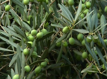 АЛЛЕРГИЧНОСТЬ-ПАРКОВ