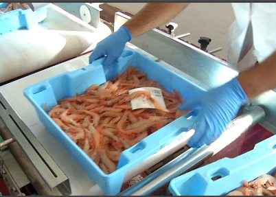 РЫБНЫЙ-РЫНОК-МОТРИЛЯ