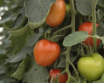 ТОМАТЫ-КОНСЕРВЫ