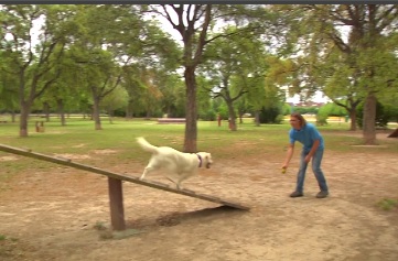КЛУБ-СОБАЧЕЙ-ПЛОЩАДКИ