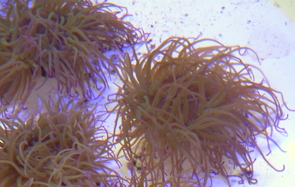 ФЕРМА-СРЕДИЗЕМНОМОРСКИХ-АКТИНИЙ